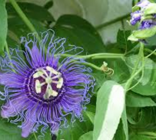 passiflora incense