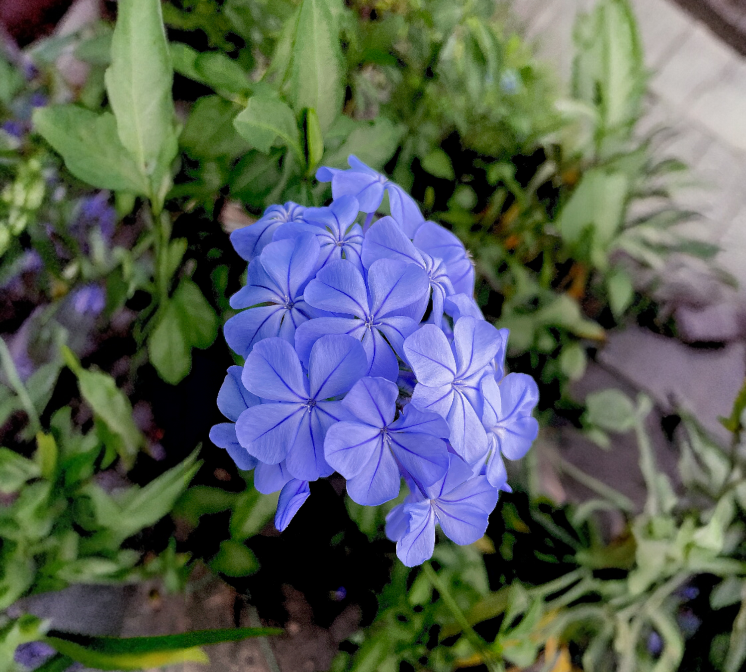 plumbago