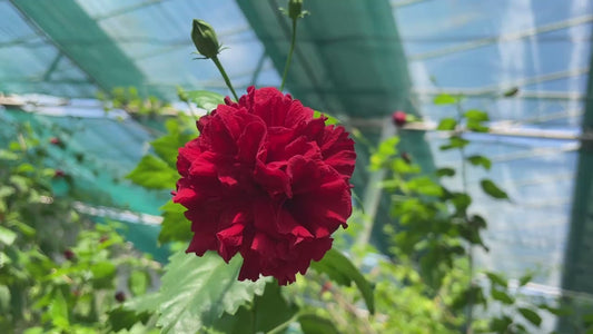 Hibiscus fior di garofano