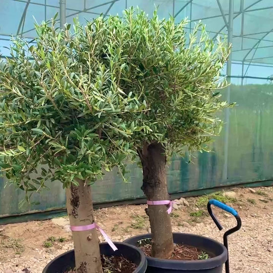 olea europaea spirale