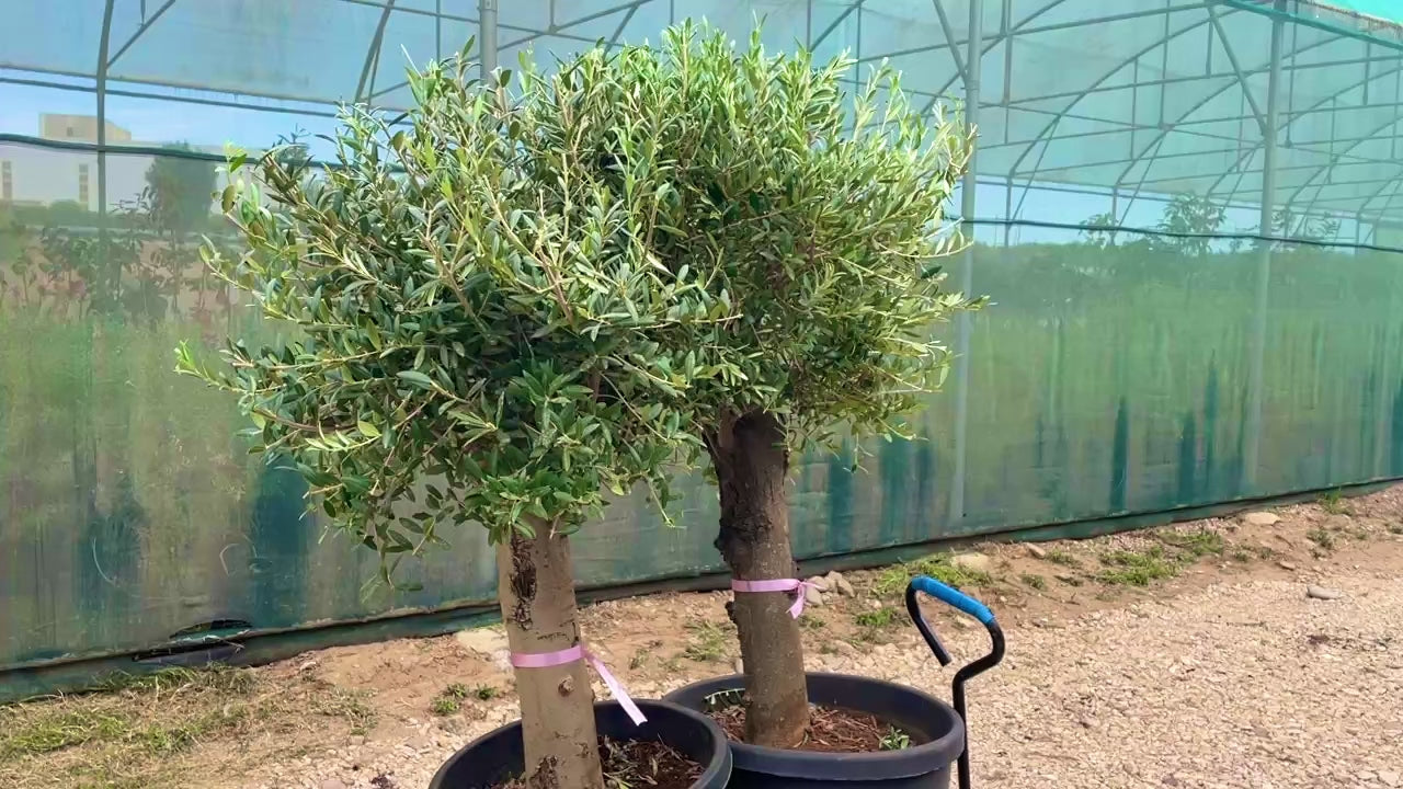 olea europaea spirale