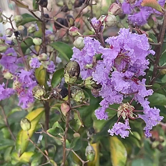 lagerstroemia