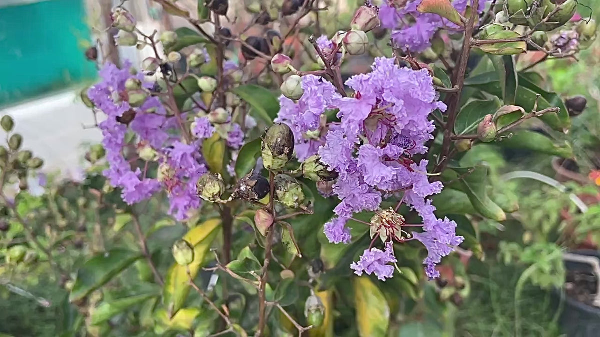 lagerstroemia