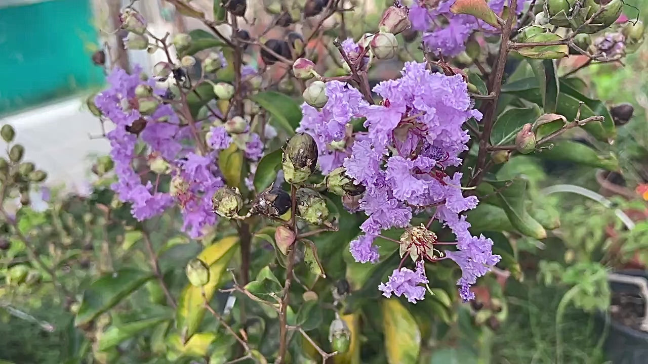 lagerstroemia