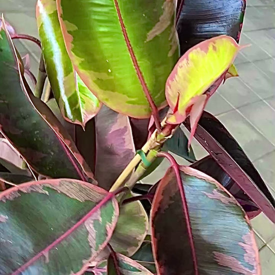 FICUS ELASTICA BELIZE