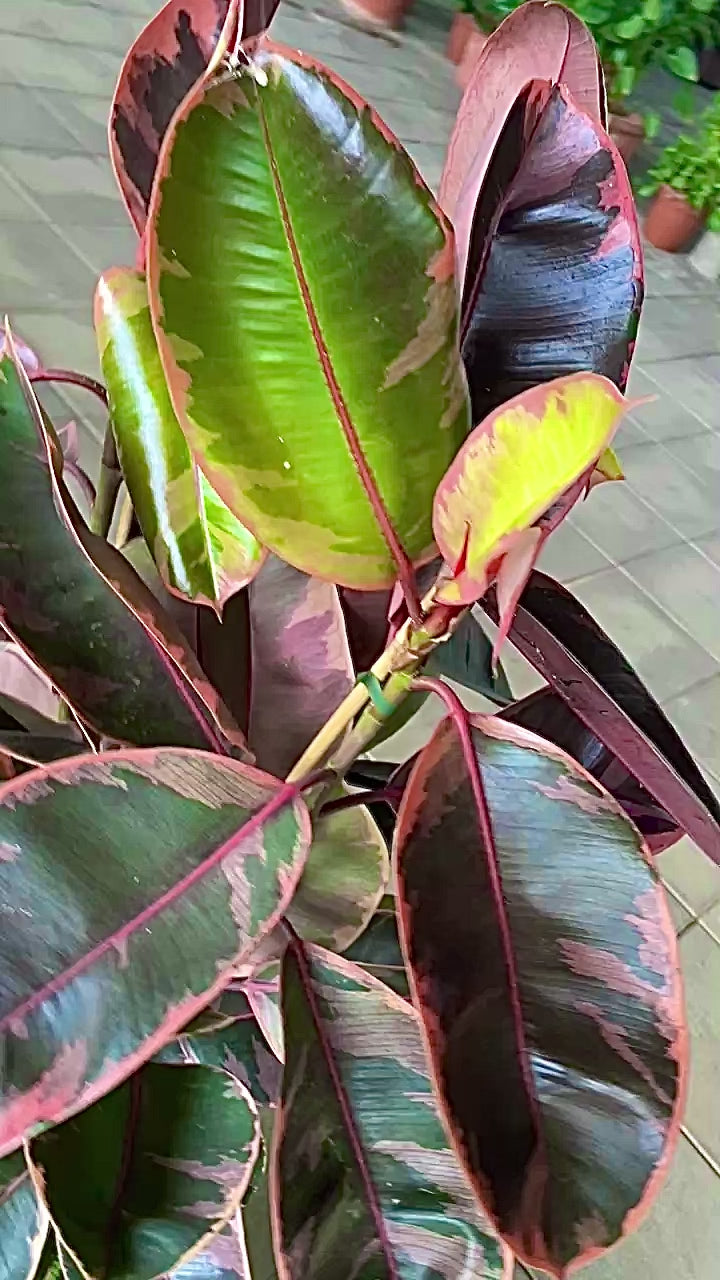 FICUS ELASTICA BELIZE