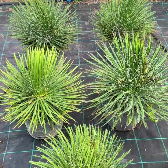 agave filifera