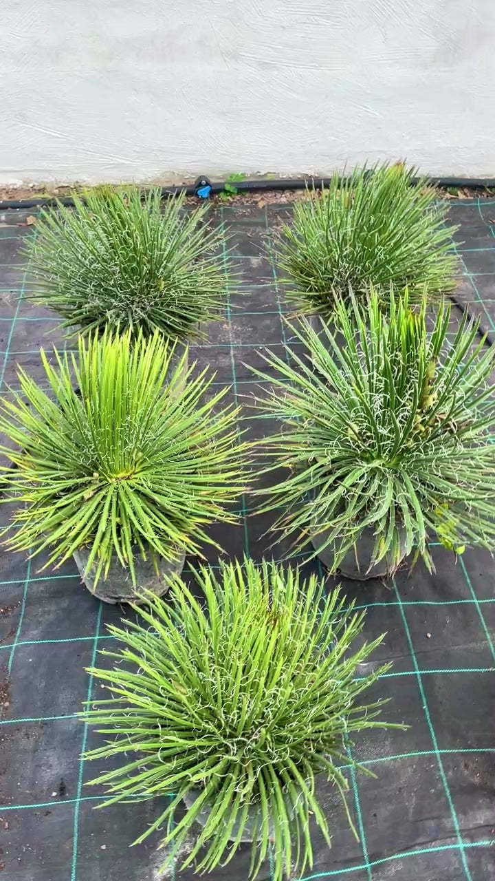 agave filifera