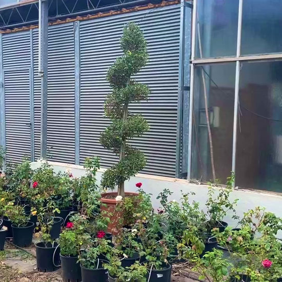 olea europaea spirale
