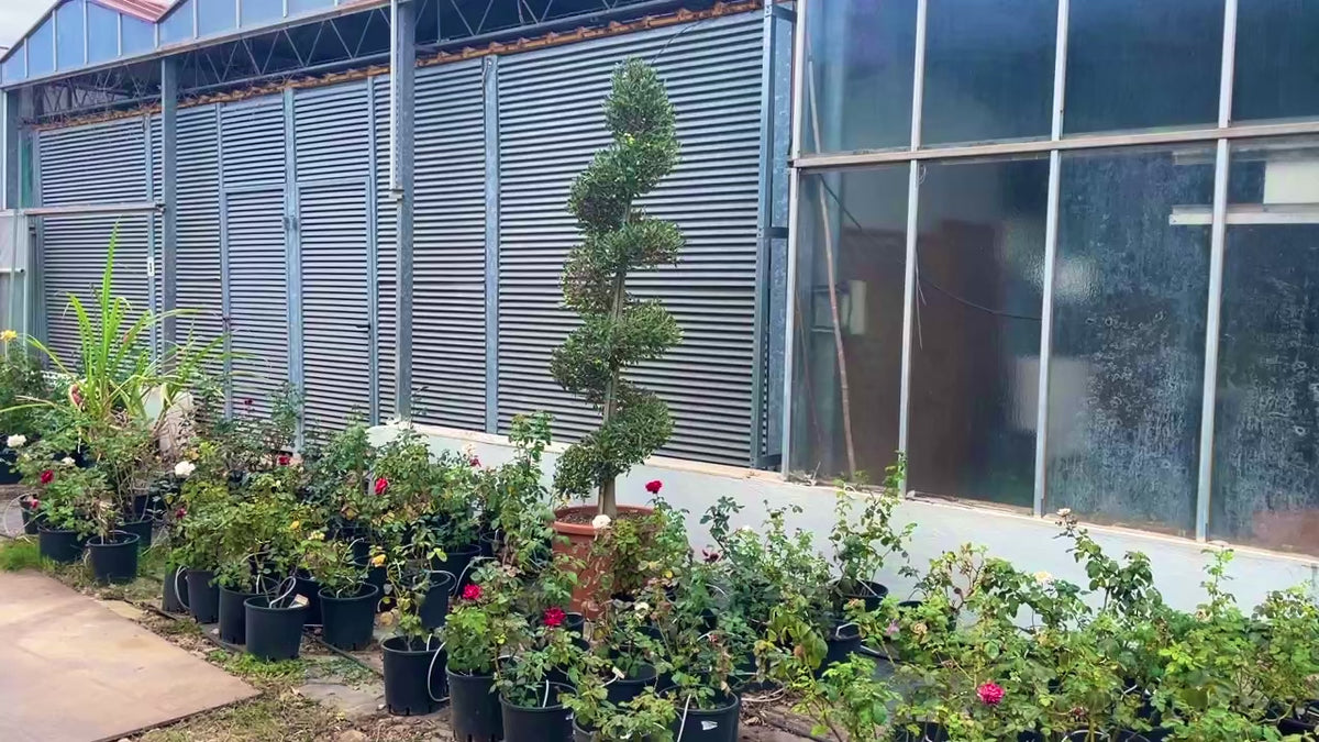 olea europaea spirale