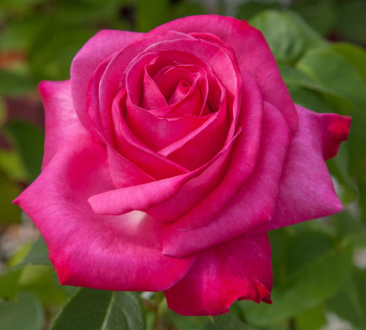 rosa Caprice de Meilland