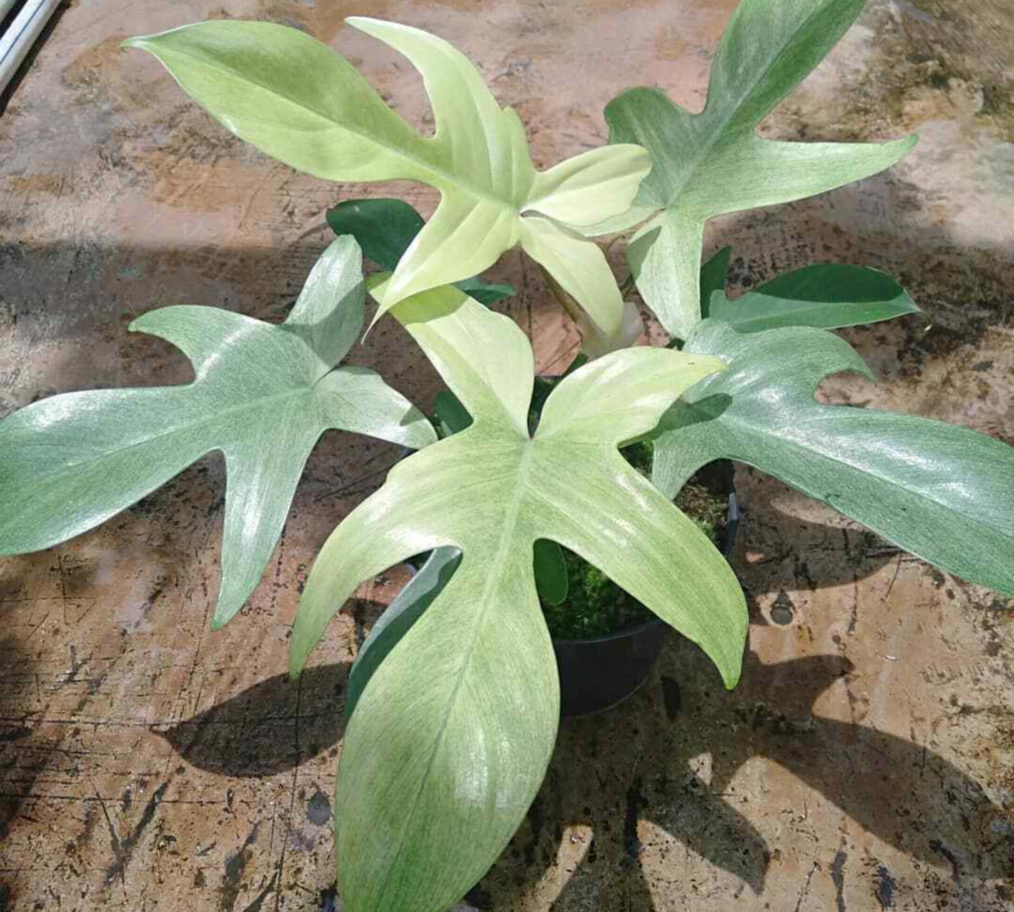 Philodendron ghost-in produzione