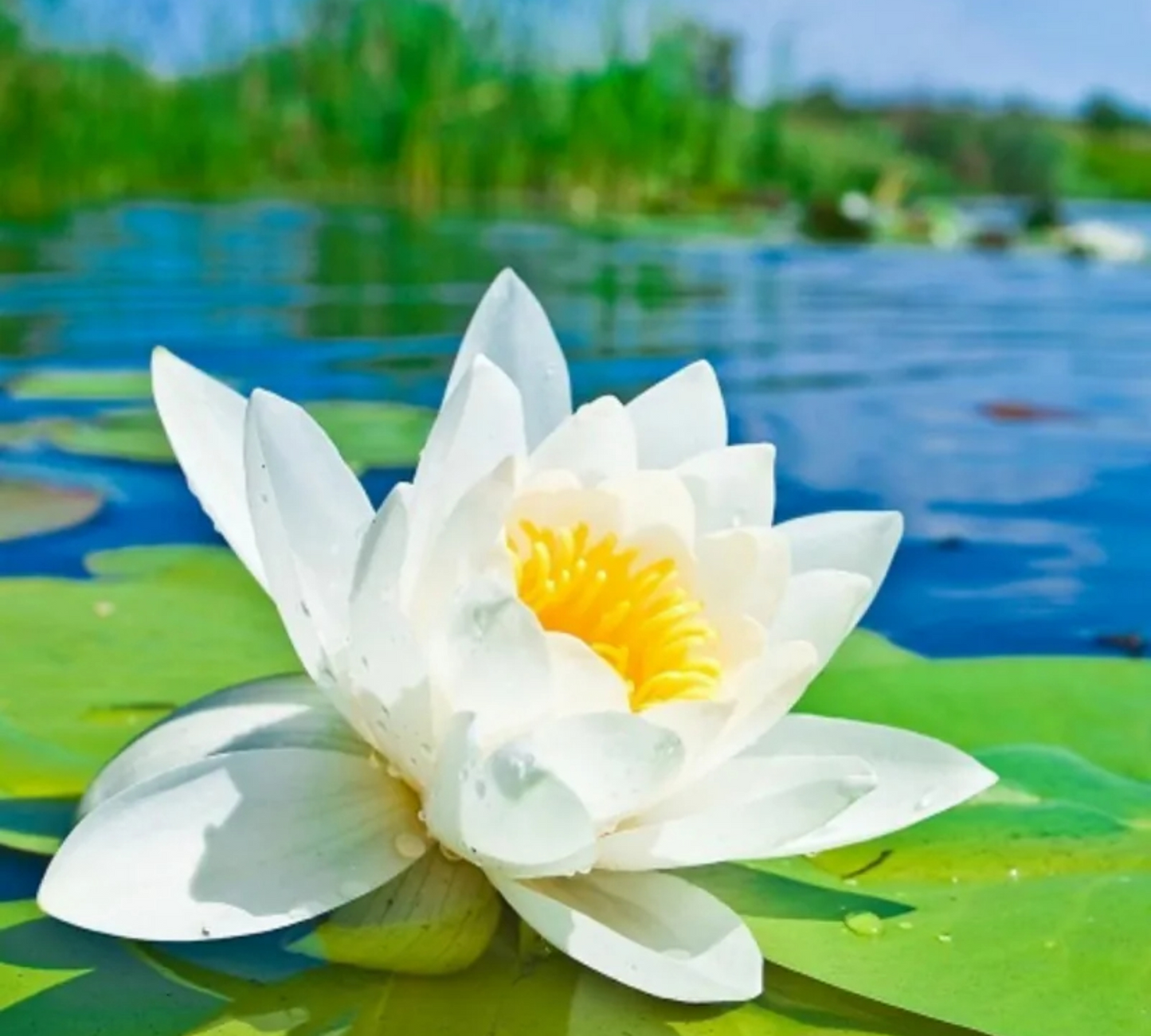Nymphaea Alba Grande