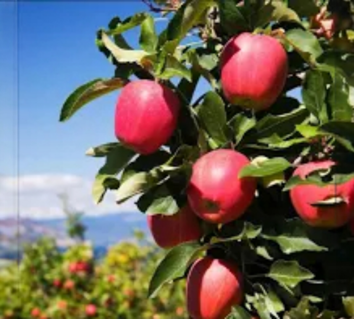 Melo Pink Lady v22 cm