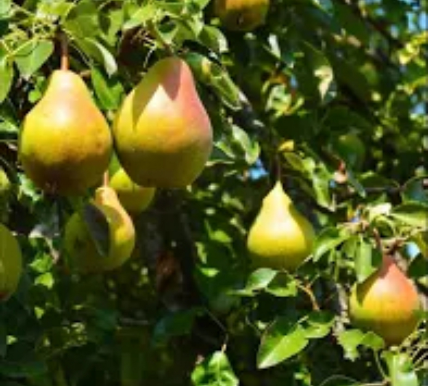 Pero Conference v20 cm