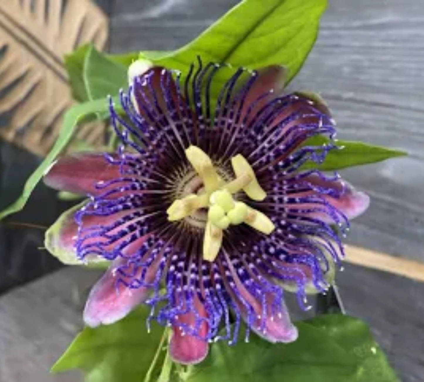 Passiflora edulis v18 cm