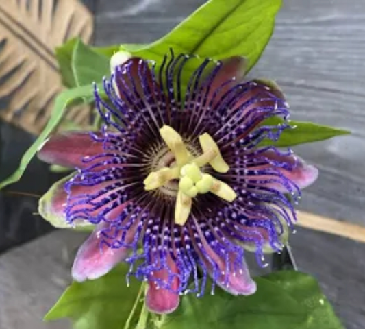 Passiflora edulis v18 cm