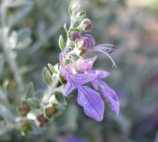 Teucrium lucidrys v18 cm