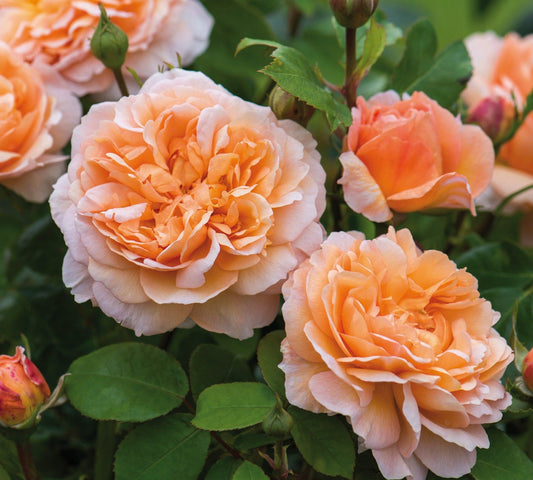 The Lady Garddener v24 cm