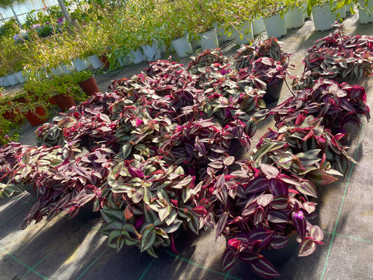 Tradescantia