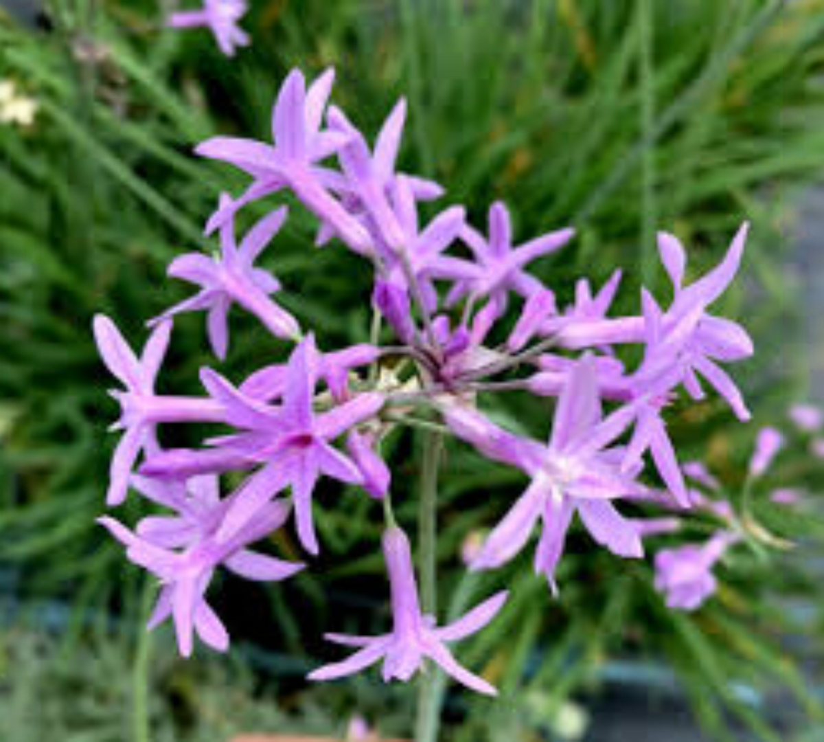 tulbaghia