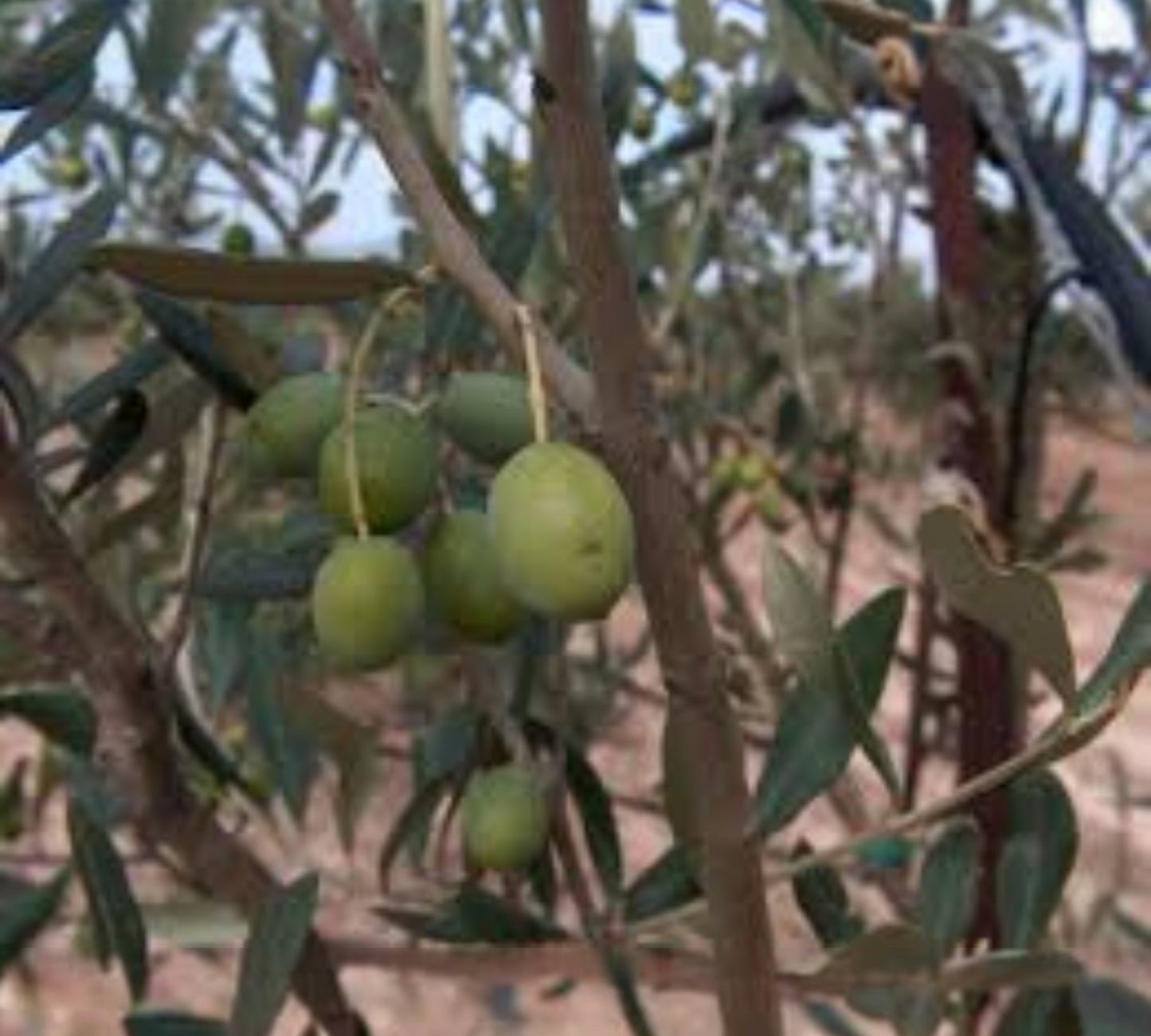 ulivo_bossana cagliari