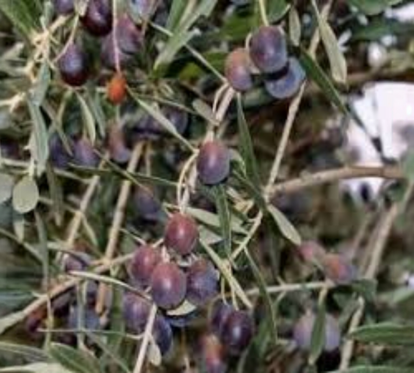 ulivo semidana cagliari san sperate