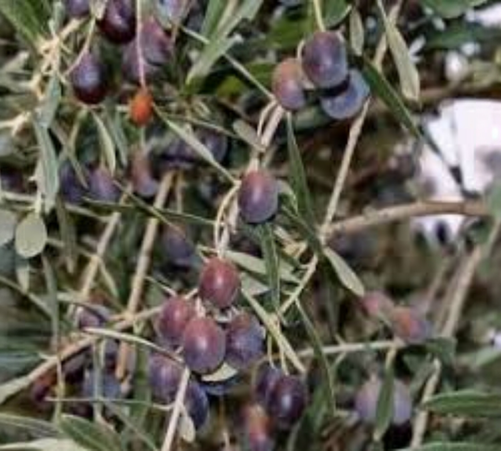 ulivo semidana cagliari san sperate