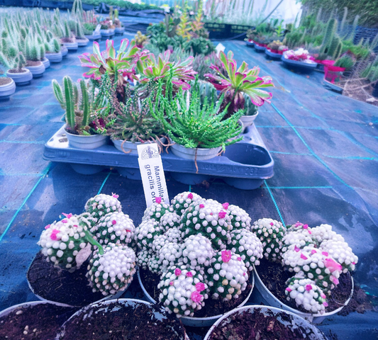 Piante grasse mix V 14cm