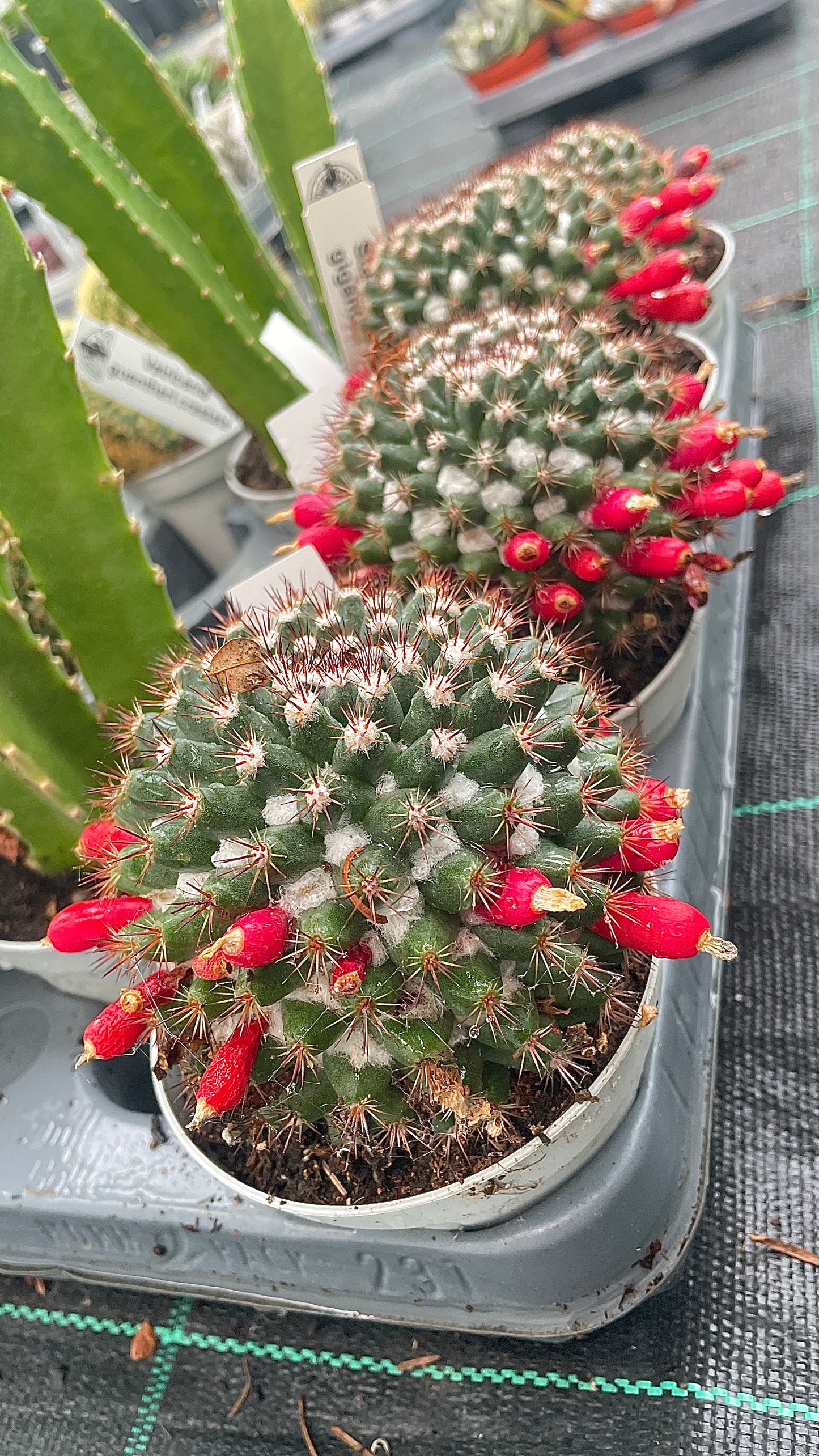 Piante grasse mix V 14cm