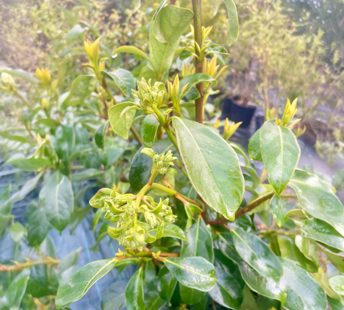 Viburnum lucidum diam v24 cm