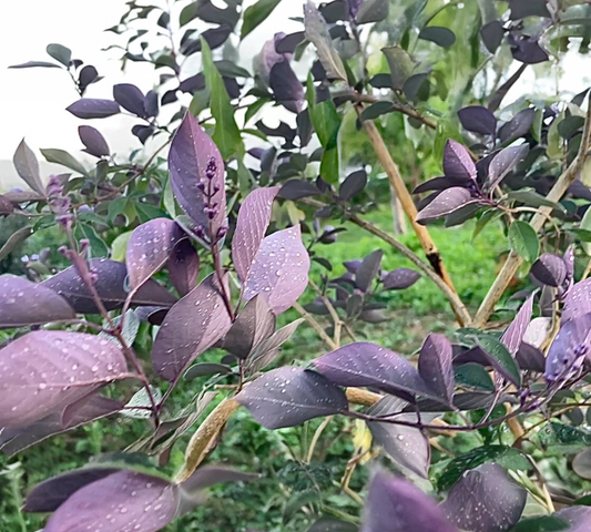 VITEX AGNUS_CASTUS