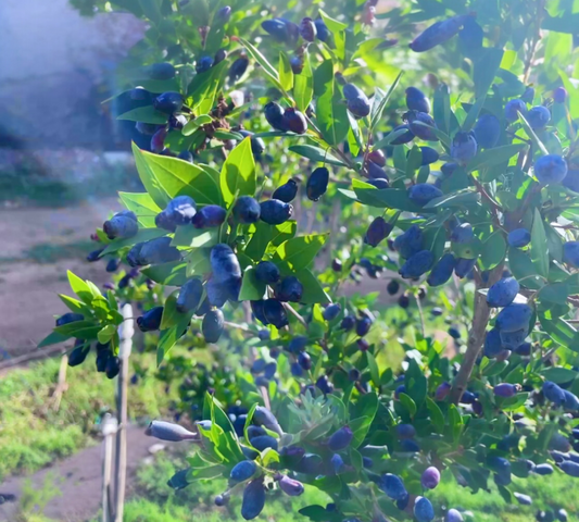 Myrtus communis