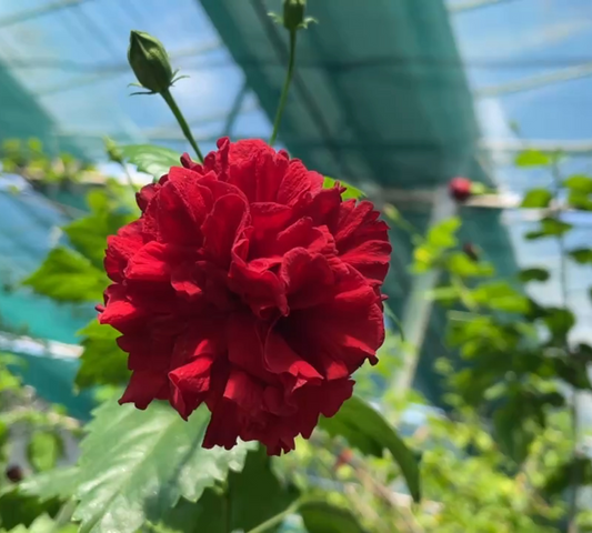 Hibiscus fior di garofano