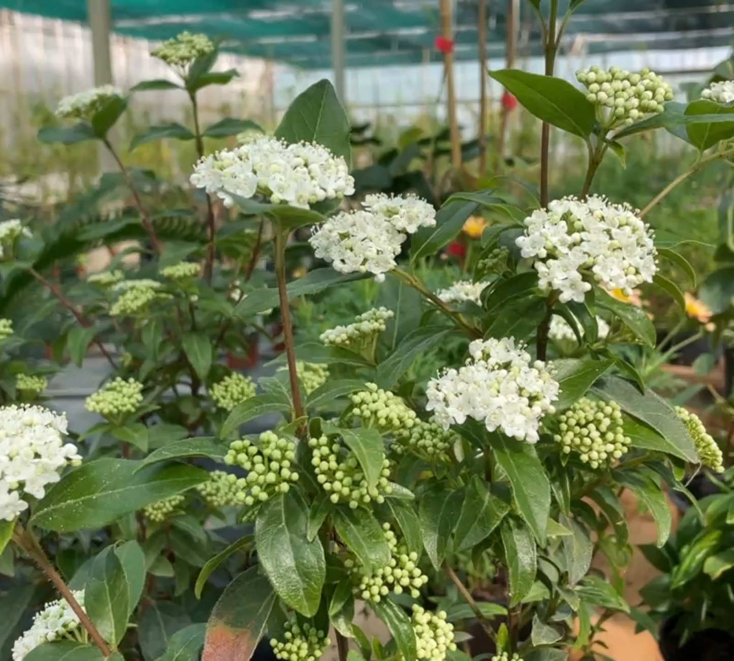 Viburnum tinus eve price v18 cm