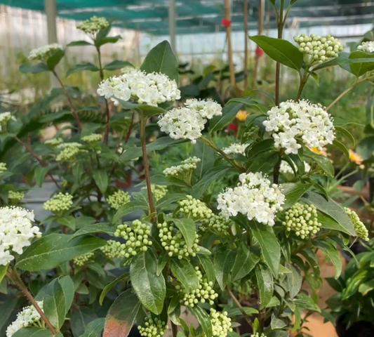 Viburnum tinus eve price v18 cm