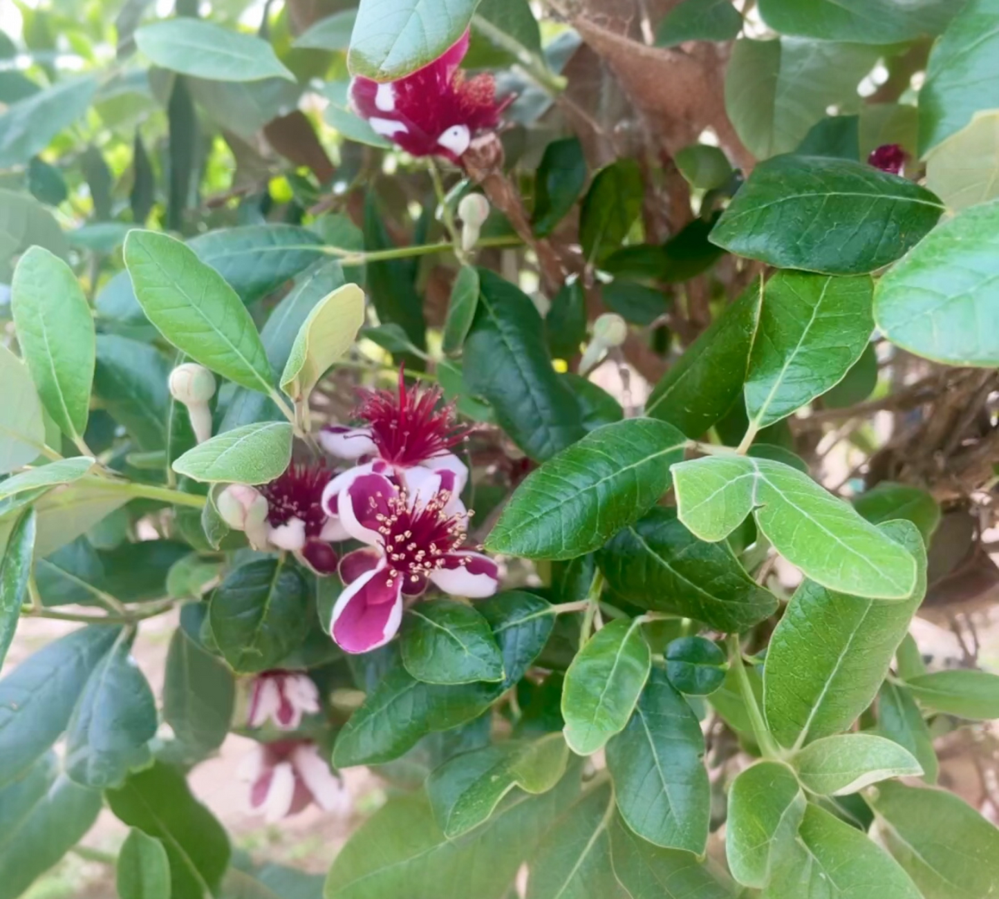 Acca FEIJOA v22