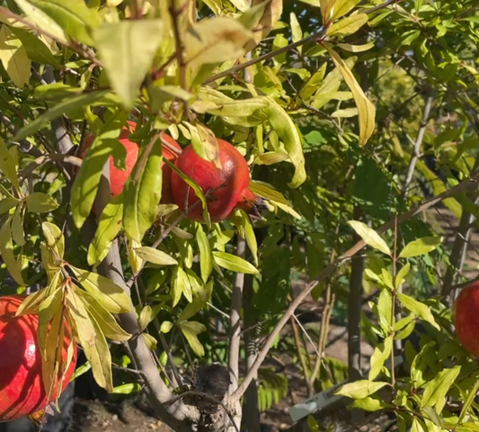 Melograno Punica Granatum TR 20-25, C45 L