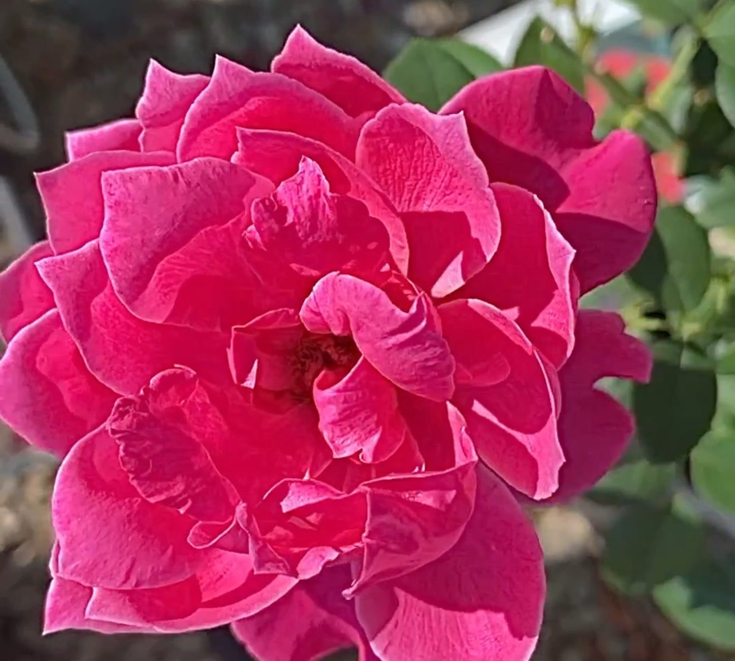 Alexandre Astier Meilehagan