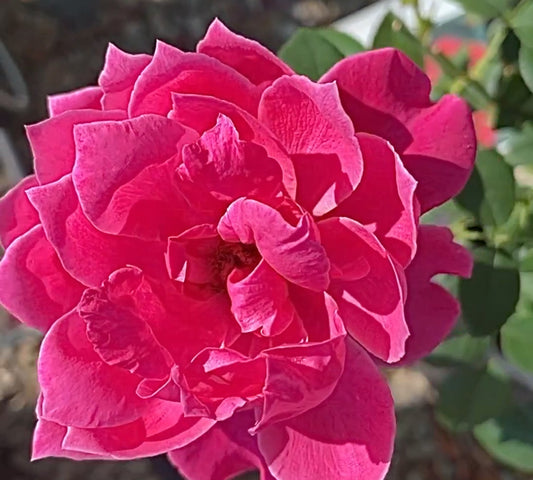 Alexandre Astier Meilehagan