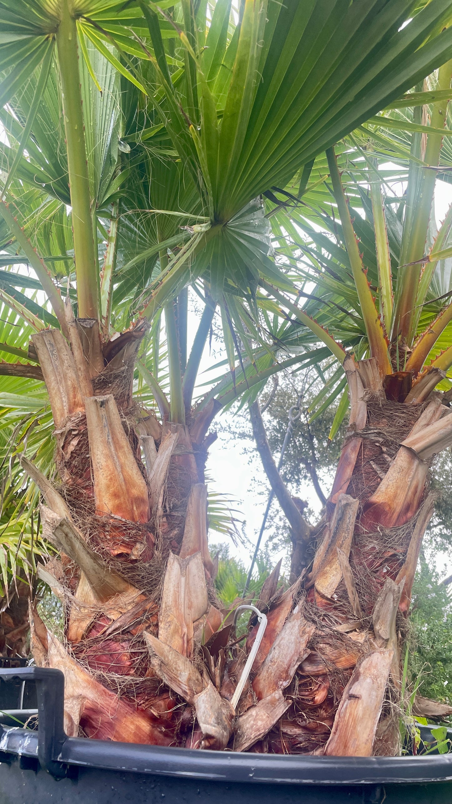 Washingtonia robusta