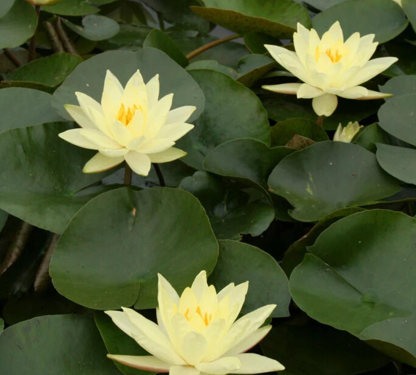 Nymphaea Joey Tomocick