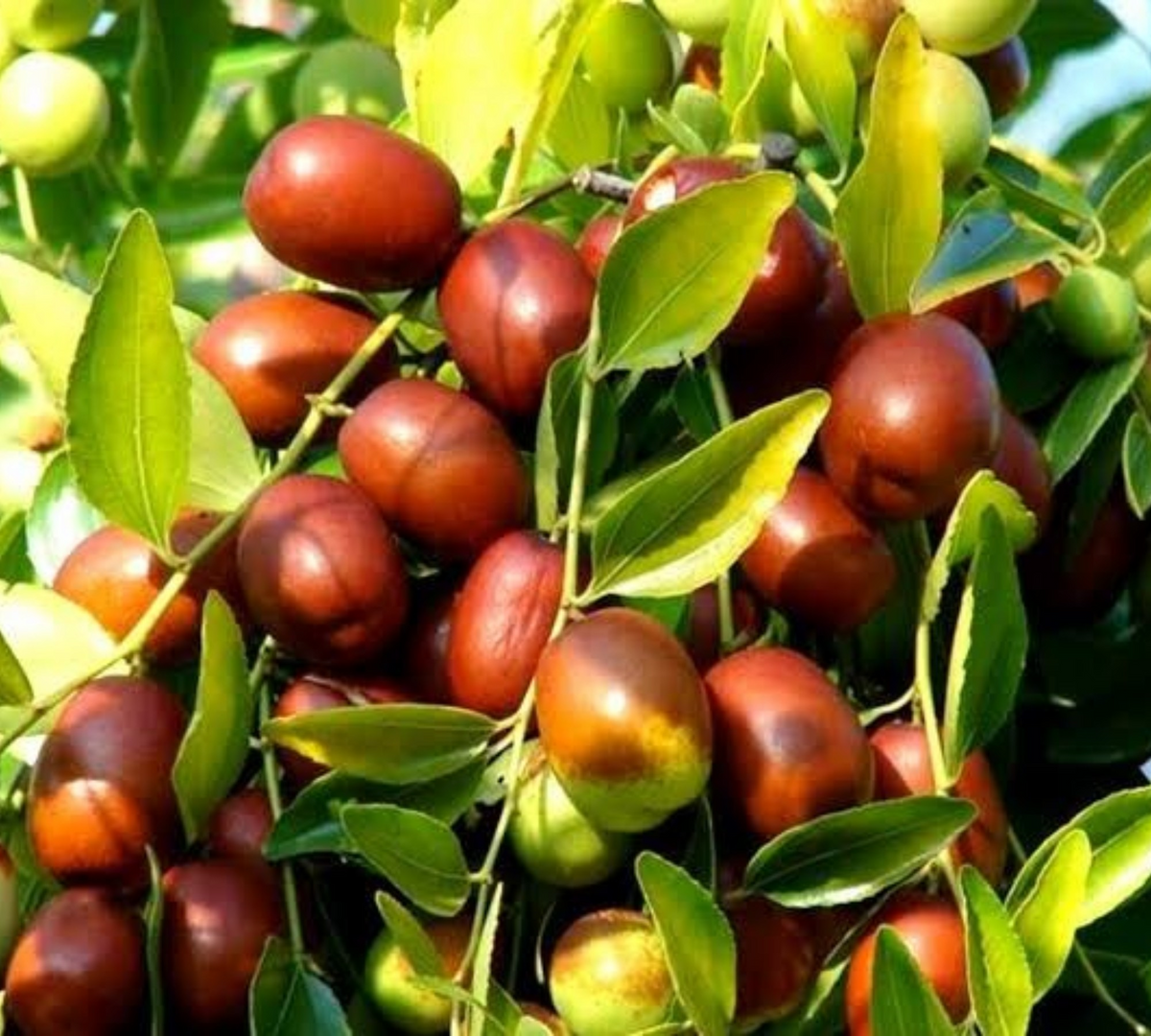 ziziphus sativa